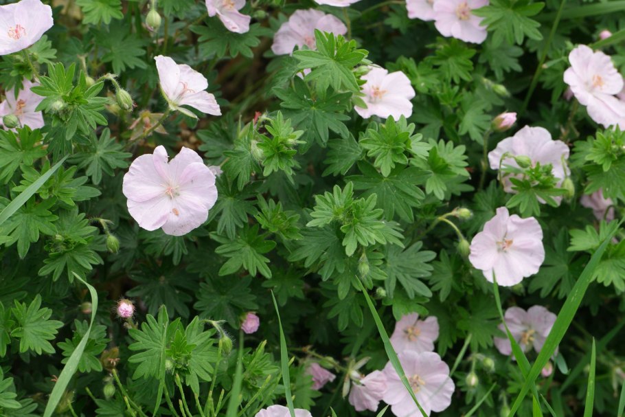 Герань Садовая многолетняя красная