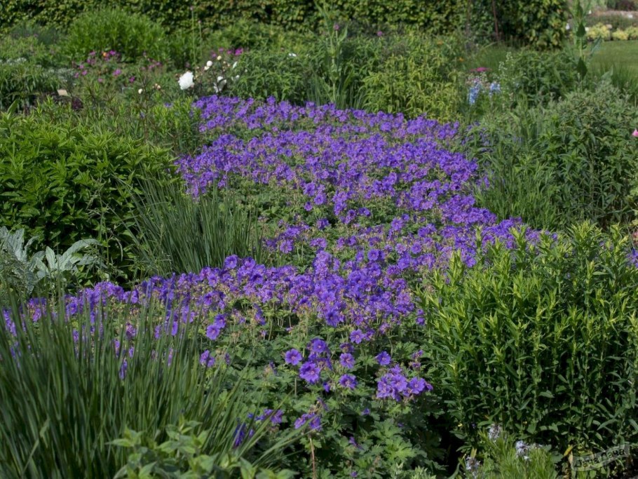 Герань Садовая Лесная