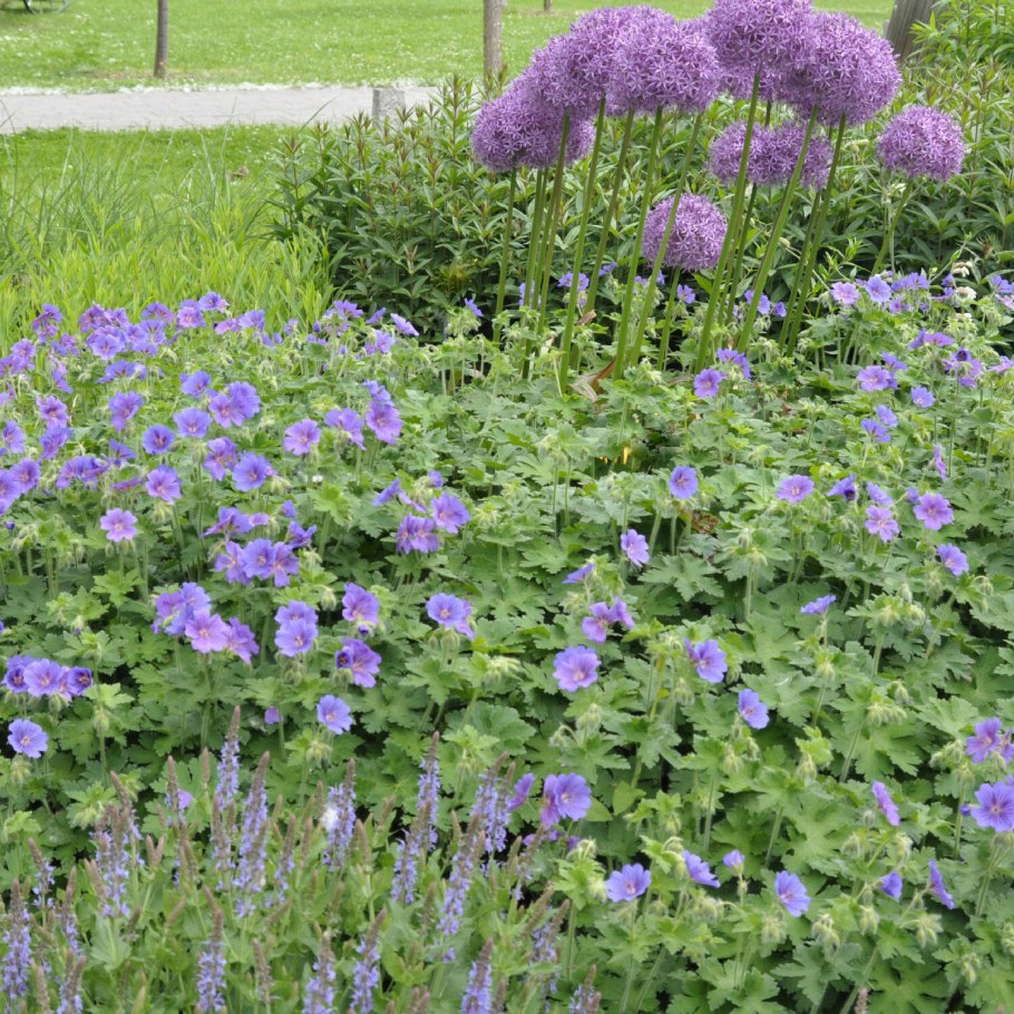 Герань великолепная 'Rosemoor'