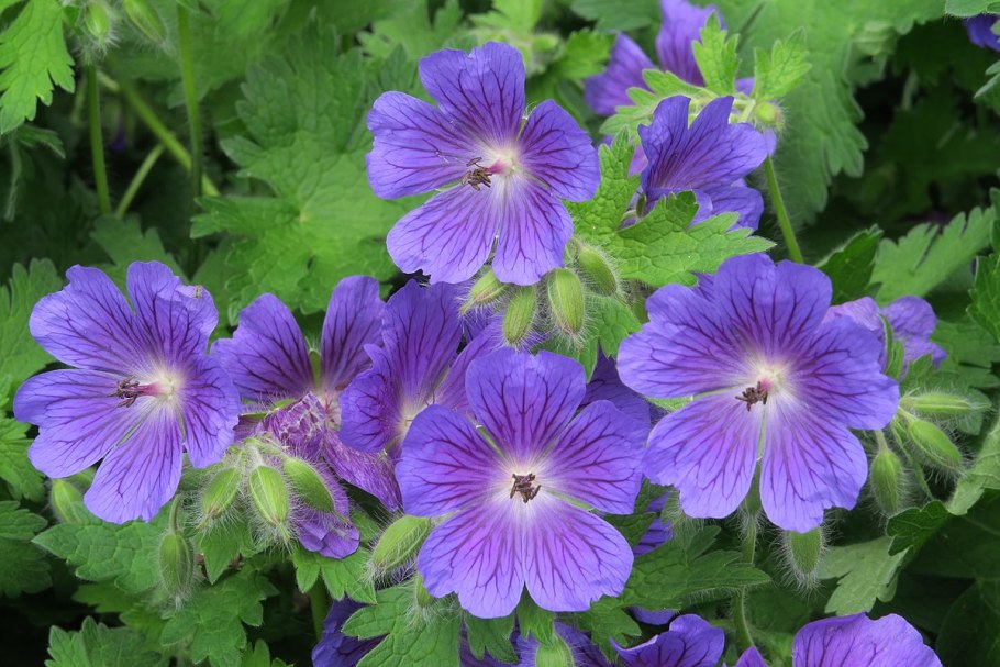 Герань великолепная роземур