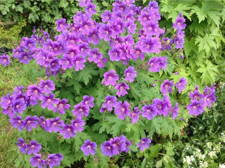 Герань гибридная 'джонсонс Блю'