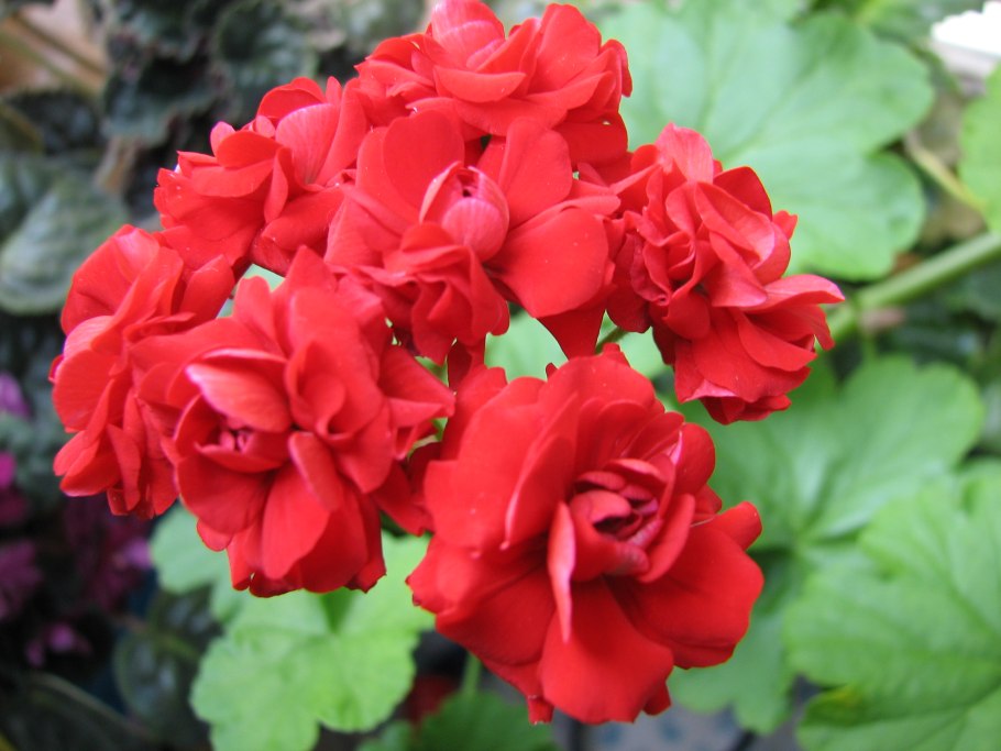 Герань стриатум