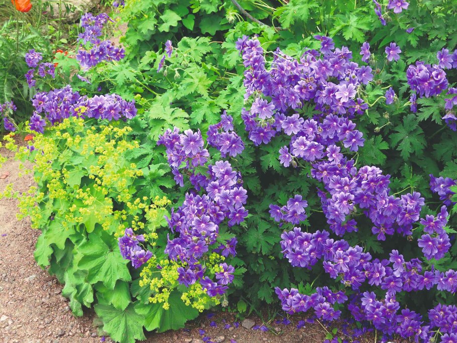 Герань Розанна