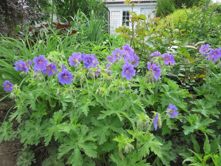 Герань Geranium Sirak