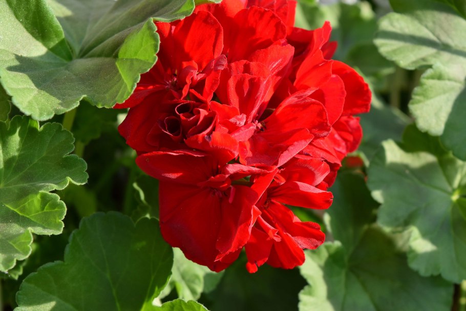 Герань гибридная 'Rozanne'