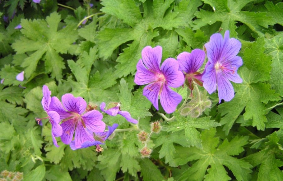 Geranium Ann Folkard