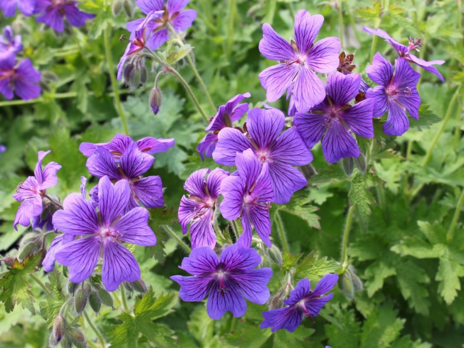 Герань великолепная роземур