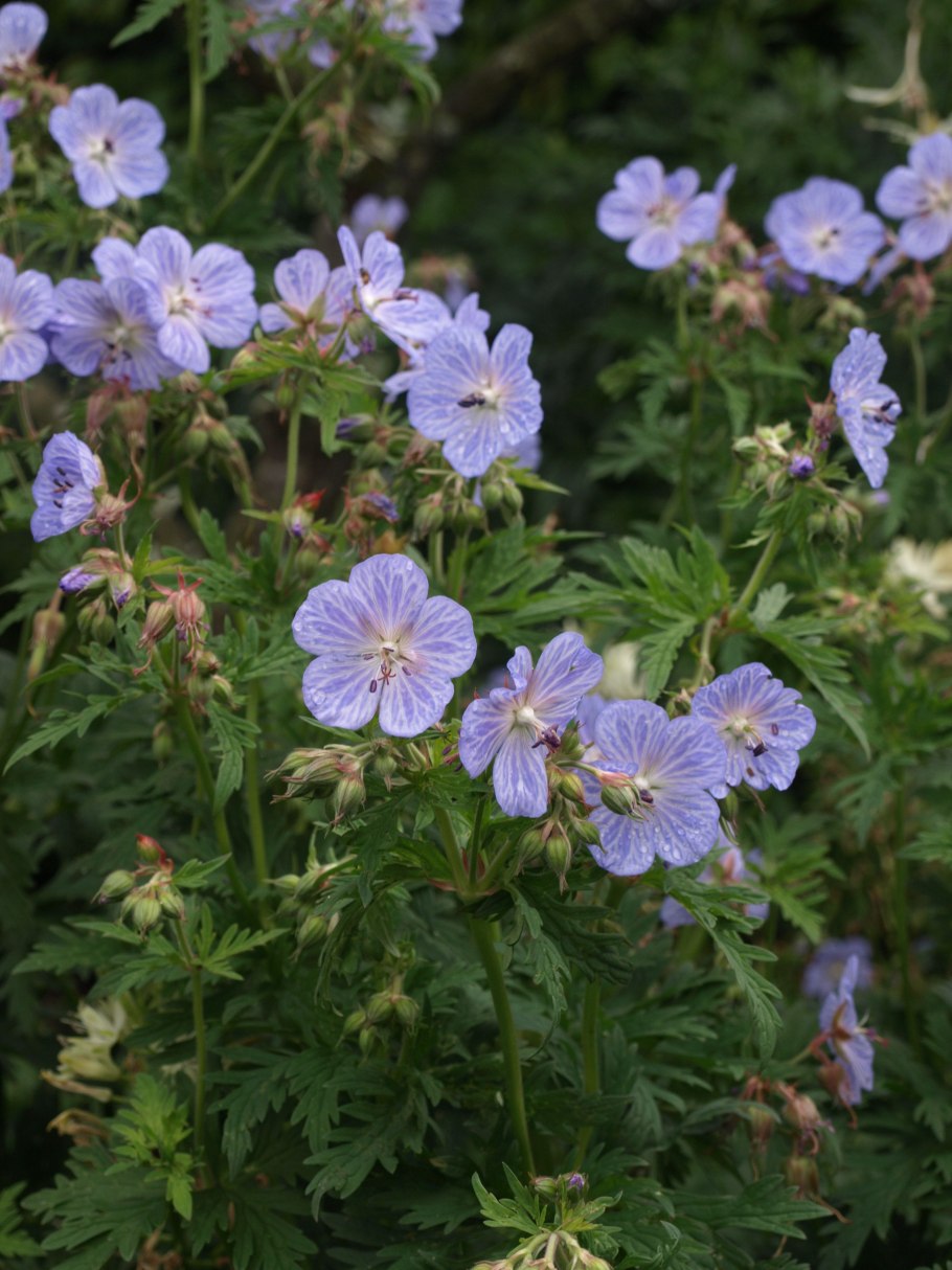 Пеларгония межвидовая Calliope