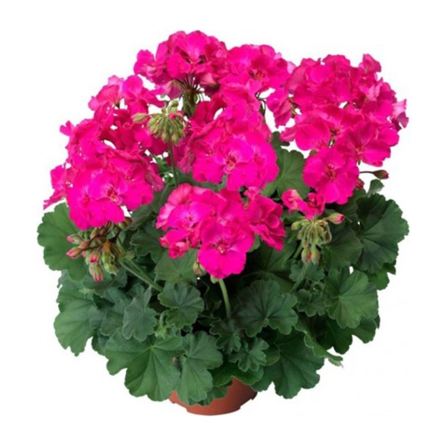 Герань великолепная 'Роузмо'