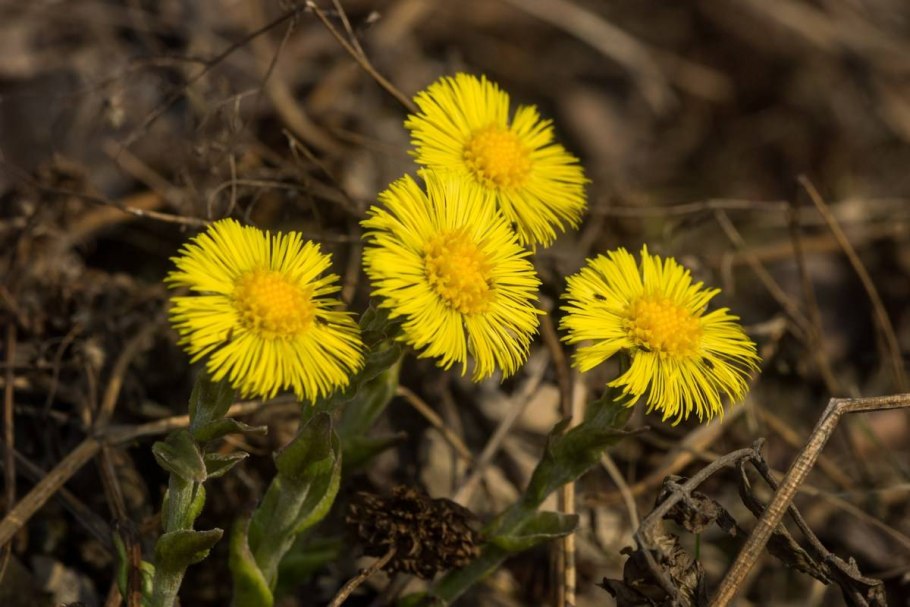 Tussilago Farfara растение
