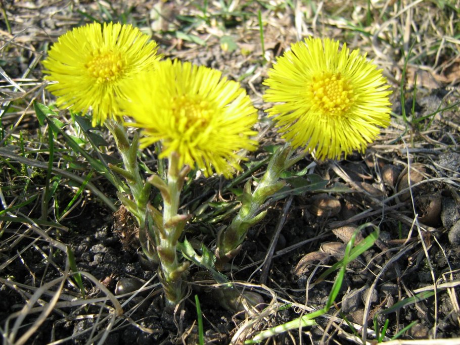 Tussilago Farfara цветки