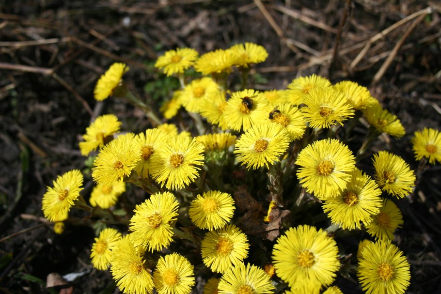 Мать-и-мачеха обыкновенная (Tussilago Farfara l.)