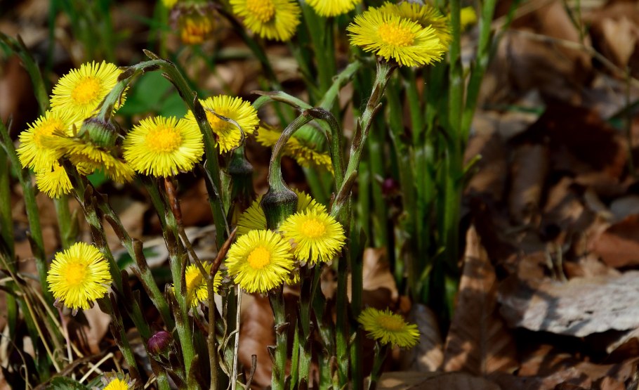 Tussilago Farfara листья