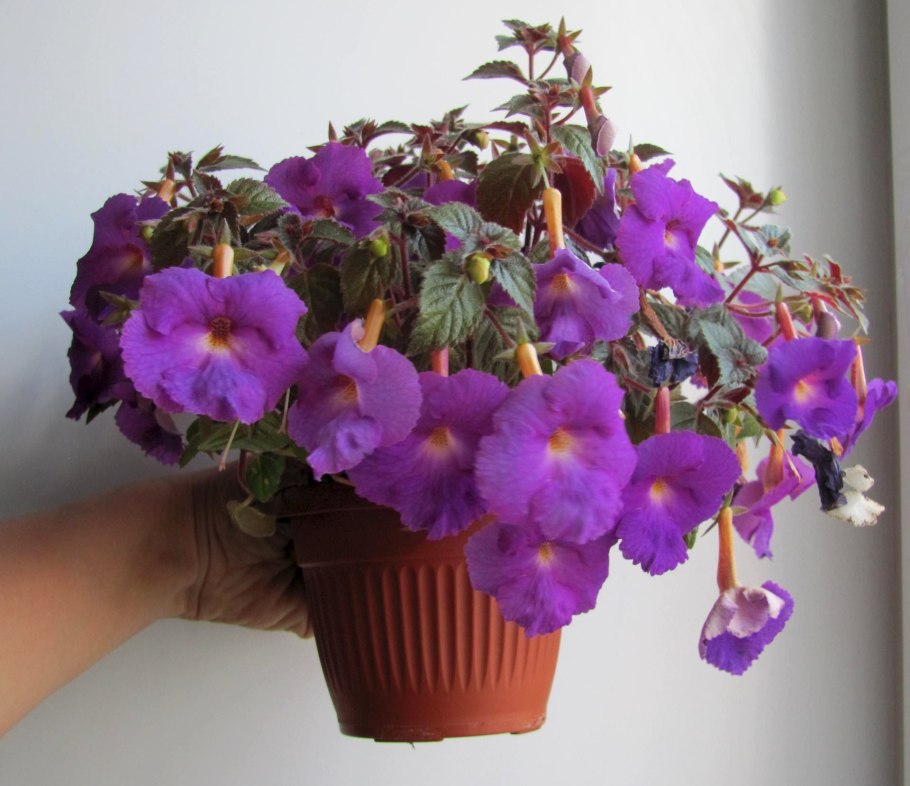 Ахименес Пурпл Кинг