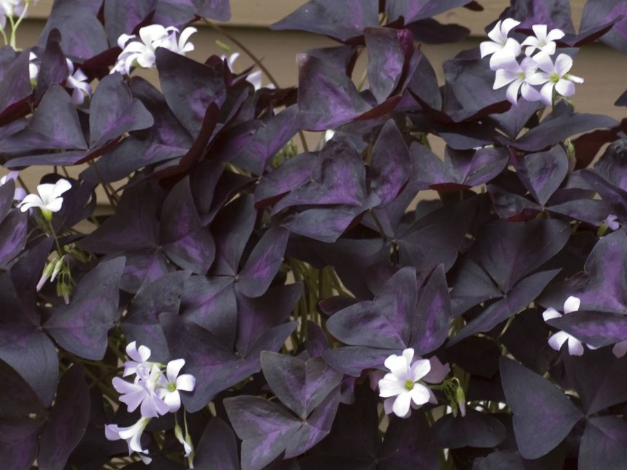 Oxalis triangularis