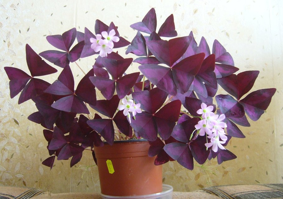 Кислица треугольная (Oxalis triangularis)