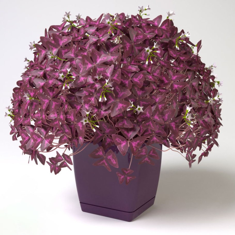 Кислица triangularis