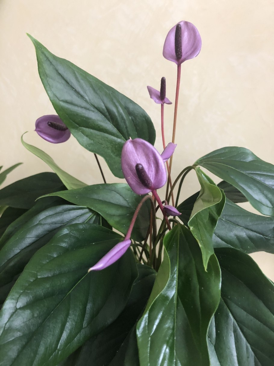 Антуриум Алексия пурпур