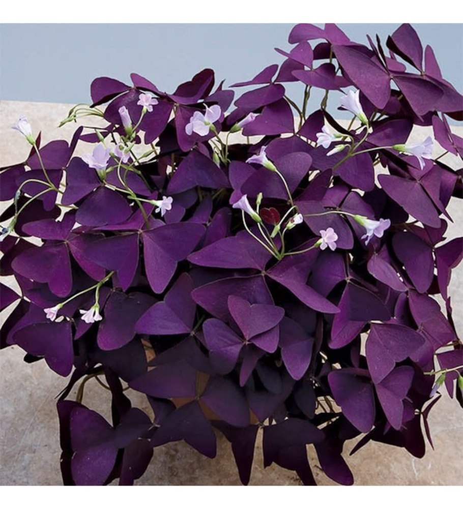 Кислица треугольная (Oxalis triangularis)