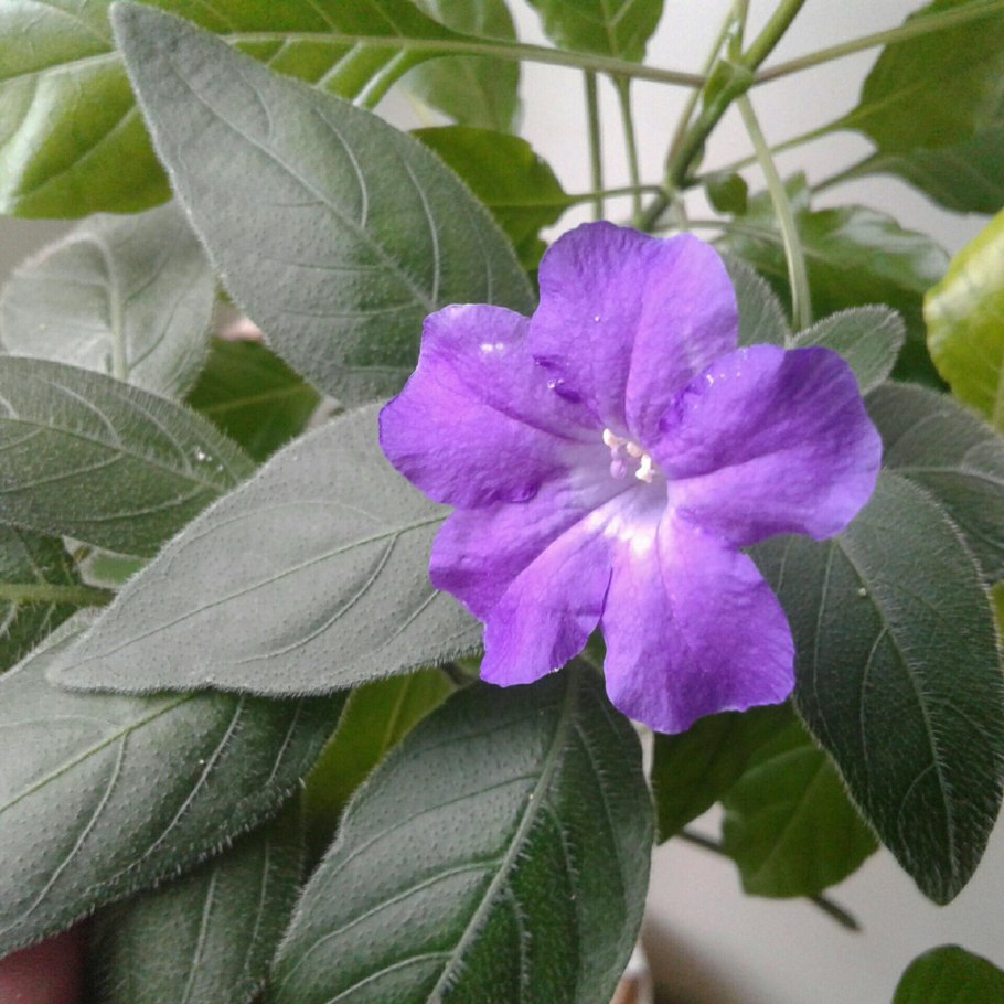 Руэллия комнатный сиреневый