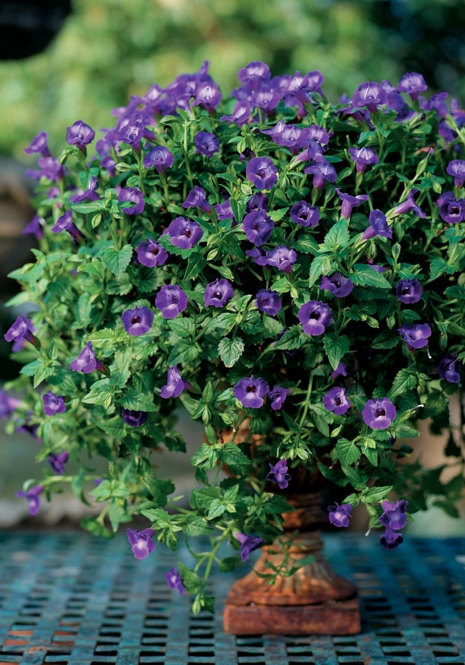 Торения вегетативная пурпле