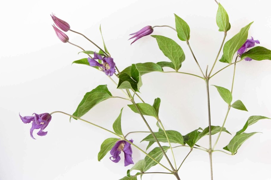 Цветок с фиолетовыми усами