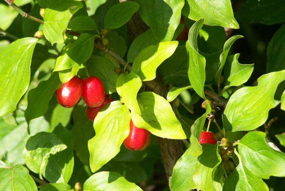 Кизил обыкновенный (Cornus mas)