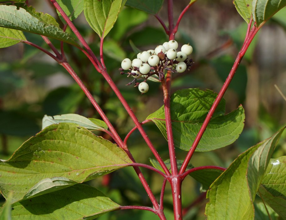 Дерен белый Свидина белая