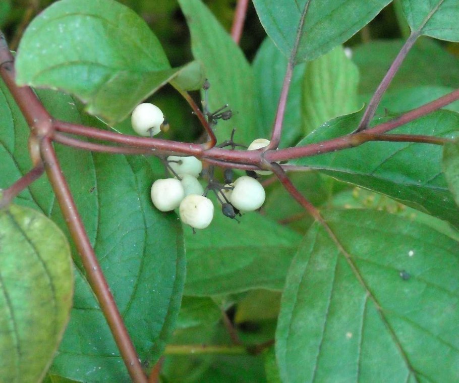 Дерен дикий