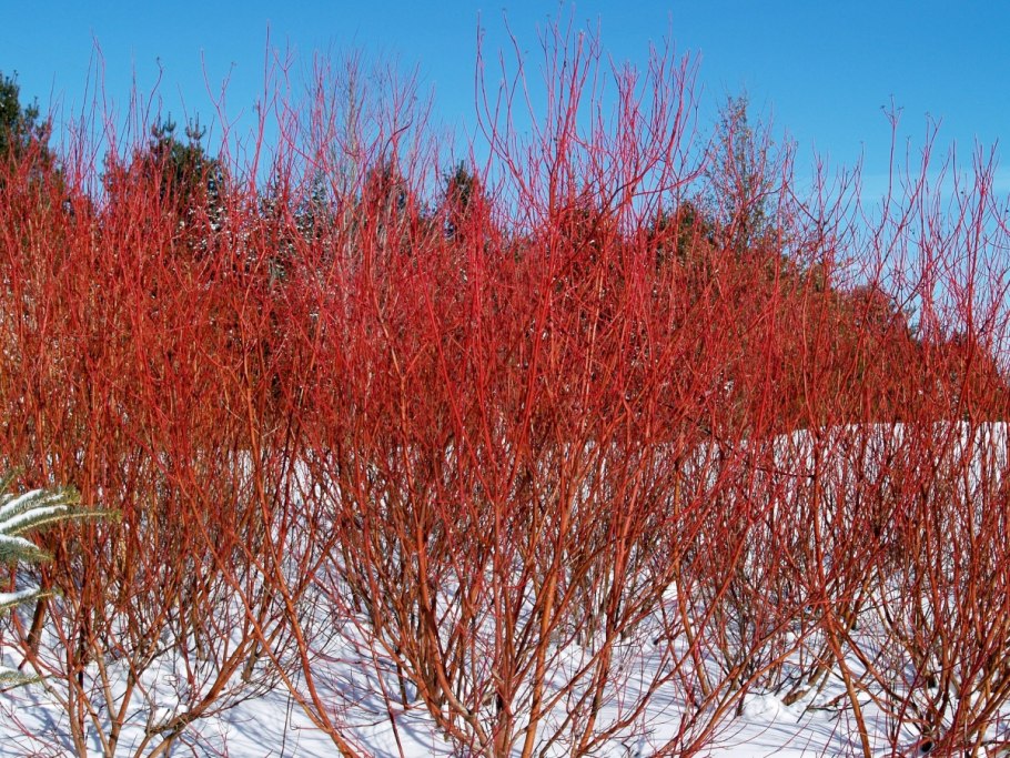 Дерен Cornus sanguinea