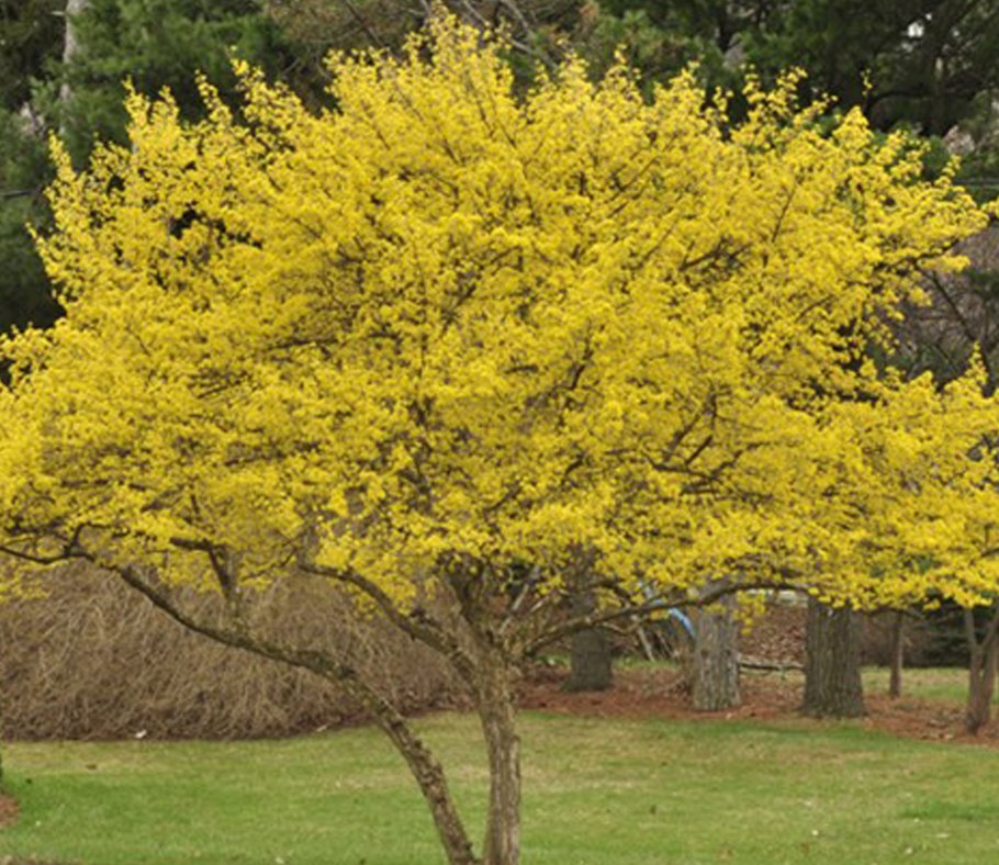 Дерен Свидина ягоды