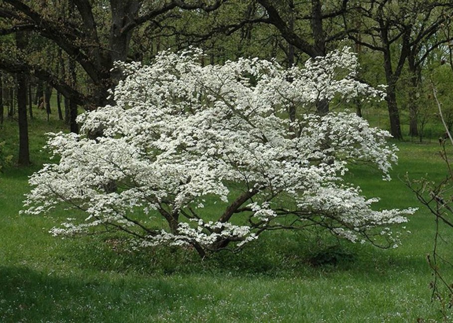 Cornus mas