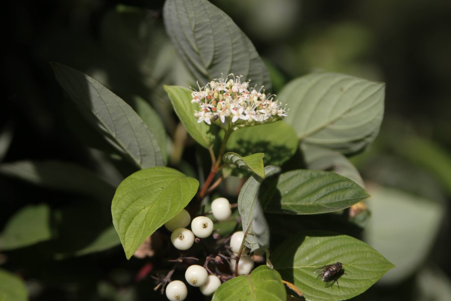 Cornus sanguinea - кизил