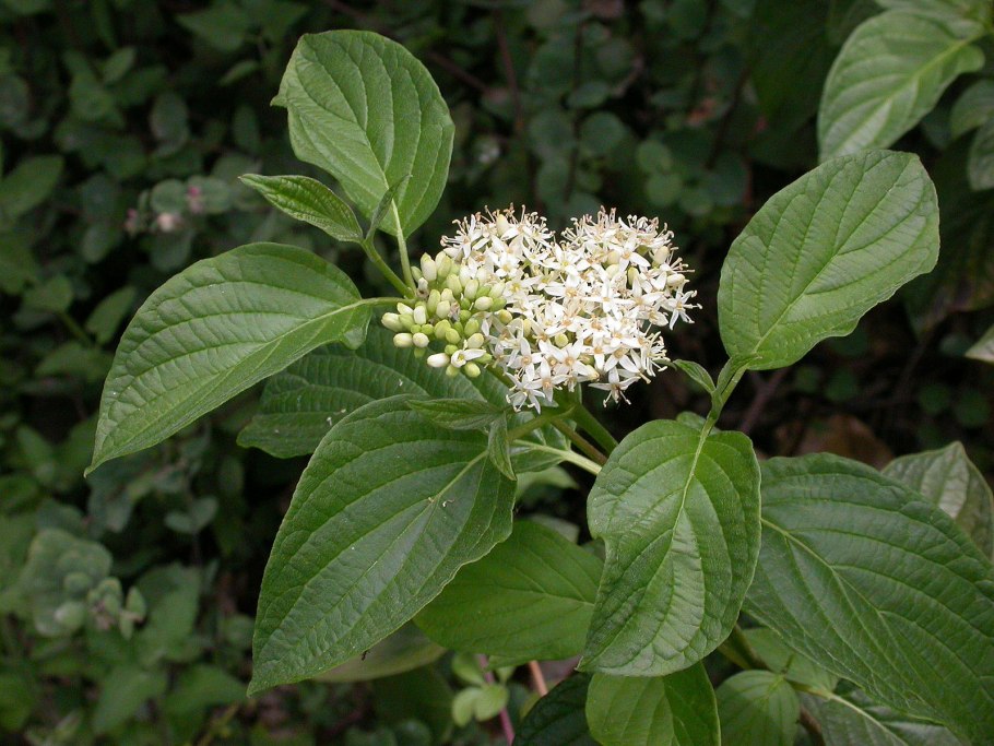 Cornus sericea
