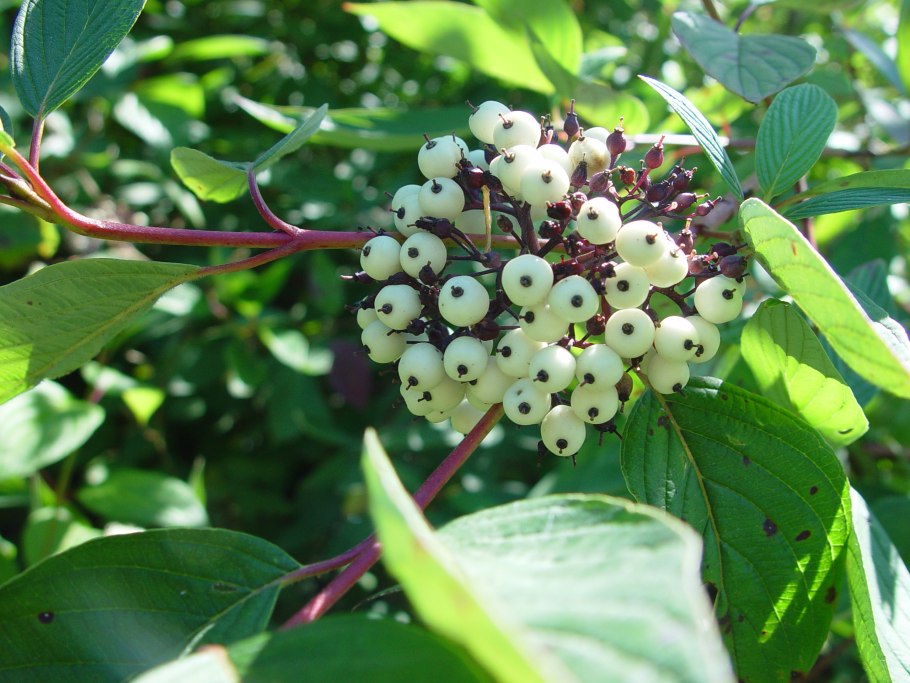 Кизил ягода кустарник