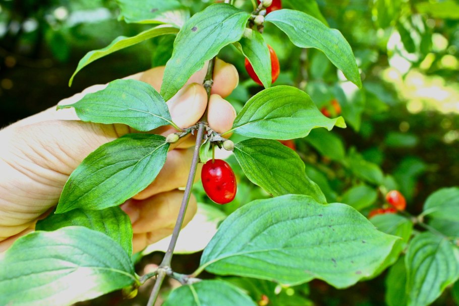 Дерен.Cornus. Кизил.