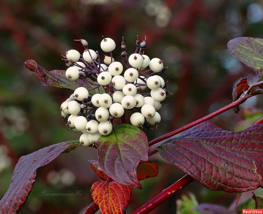 Дерен белый Сайбериан