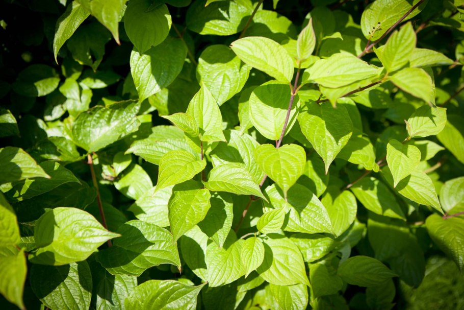 Дерен зеленокорый