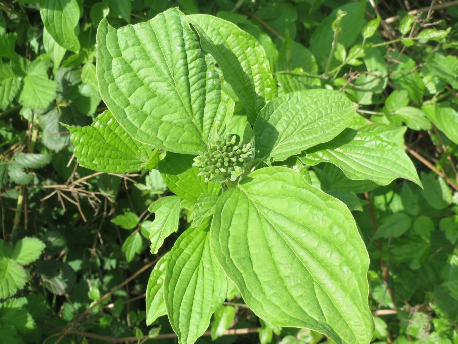 Дерен Cornus Florida