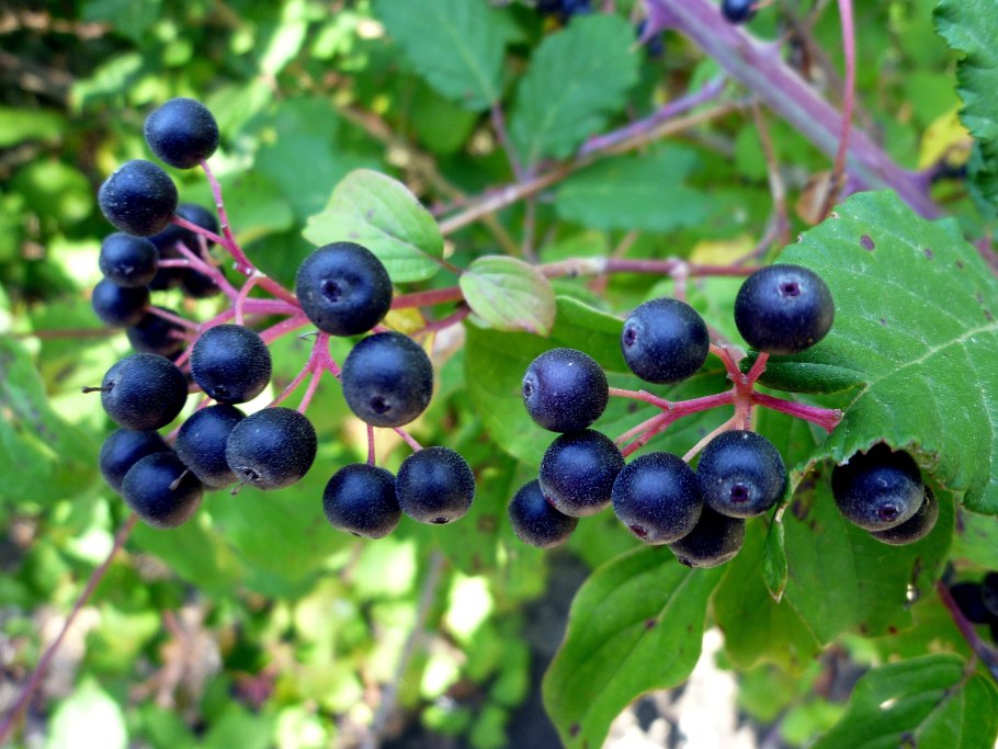 Дерен зеленокорый