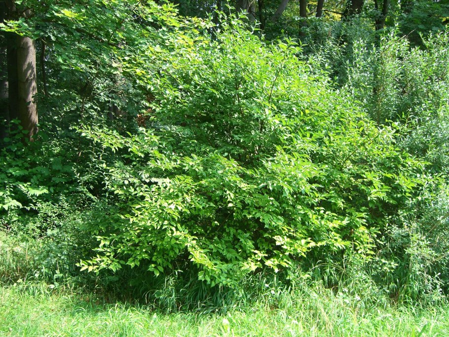 Дерен кизил