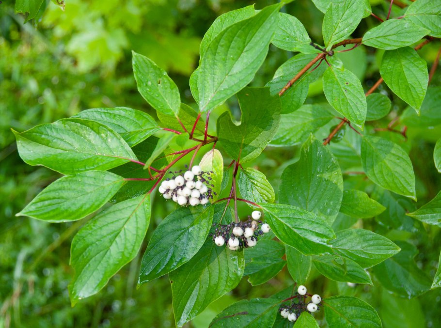 Кизил (Cornus)