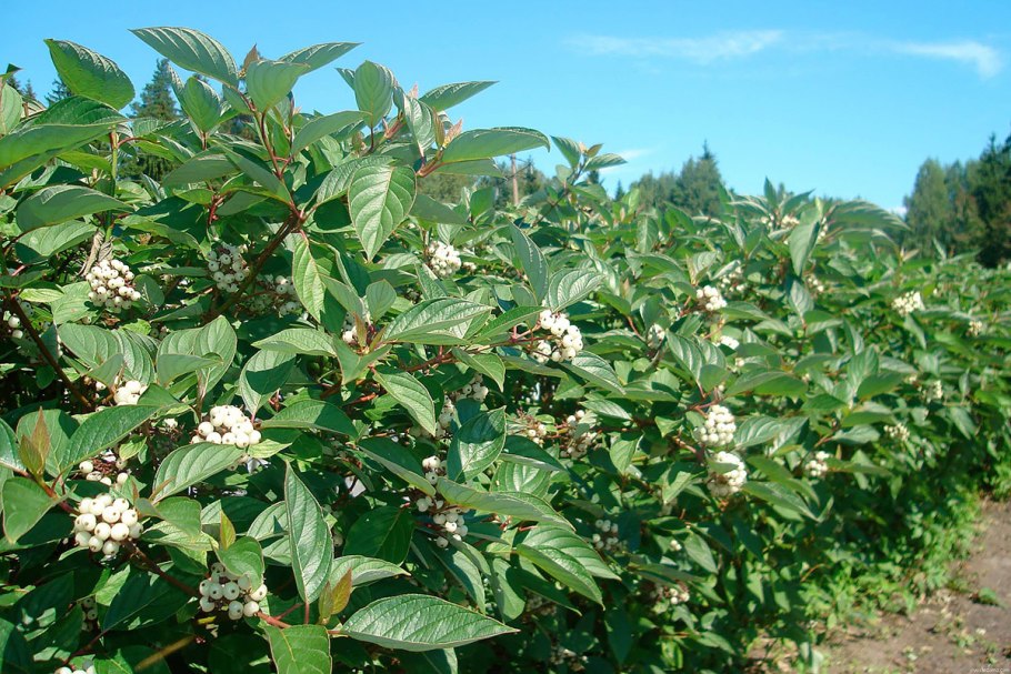 Дерен белый Свидина