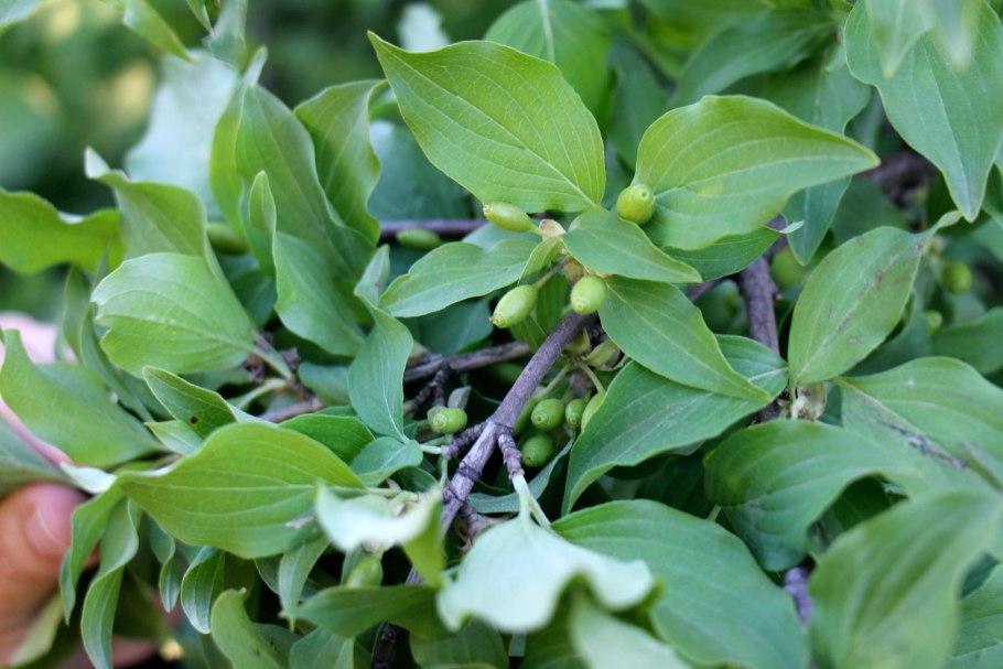 Дерен мужской или кизил обыкновенный