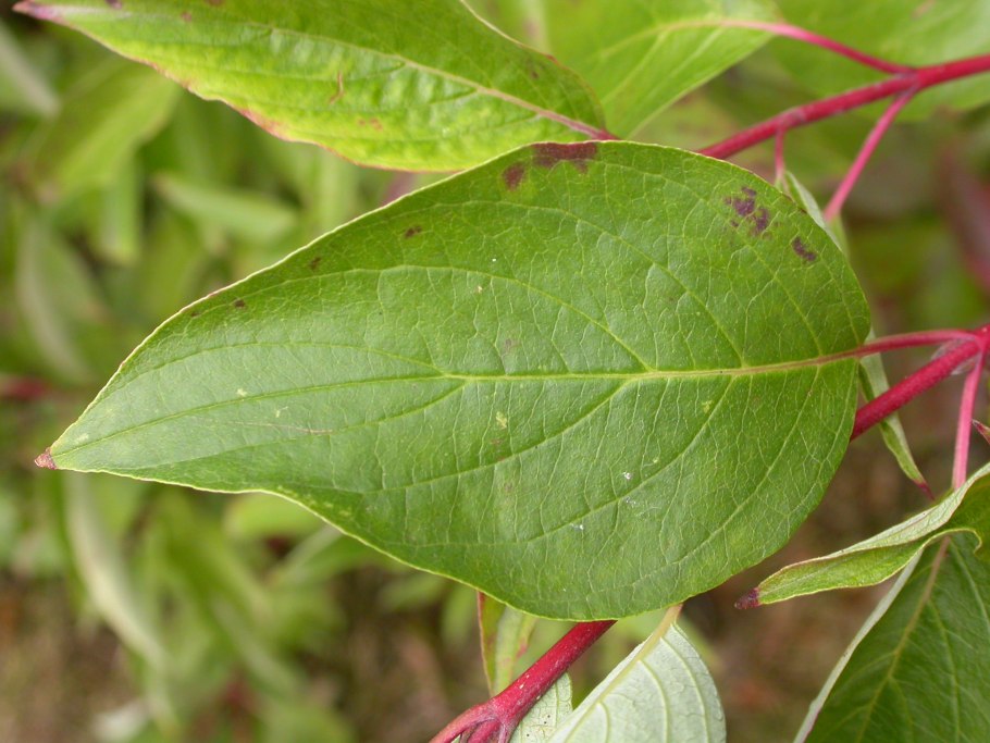 Cornus sanguinea дерево