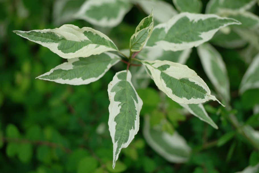 Дерен канадский ягоды