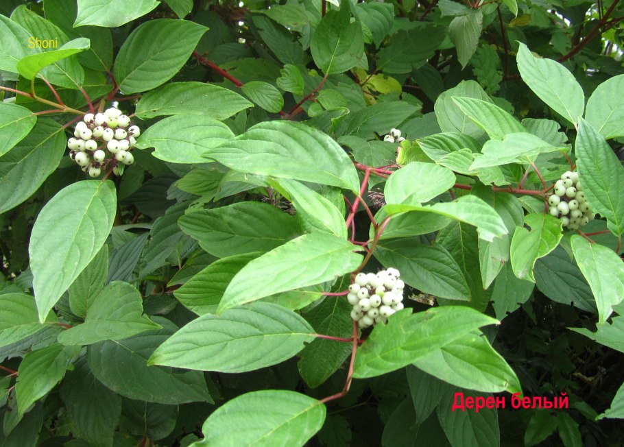 Дерен Бретшнейдера (Cornus bretschneideri)
