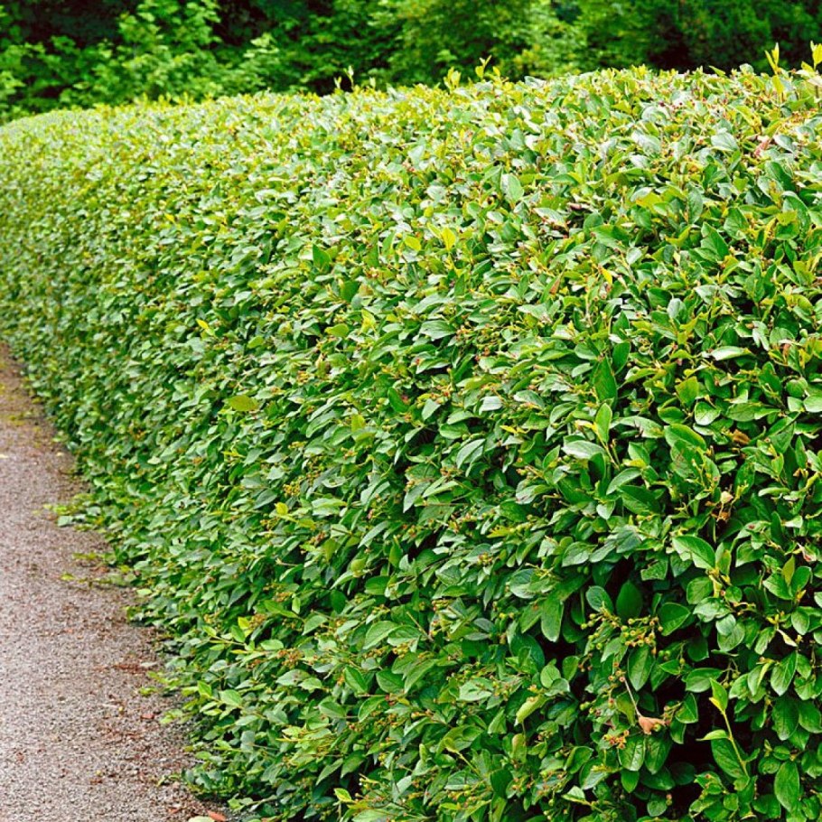 Пузыреплодник калинолистный Лютеус