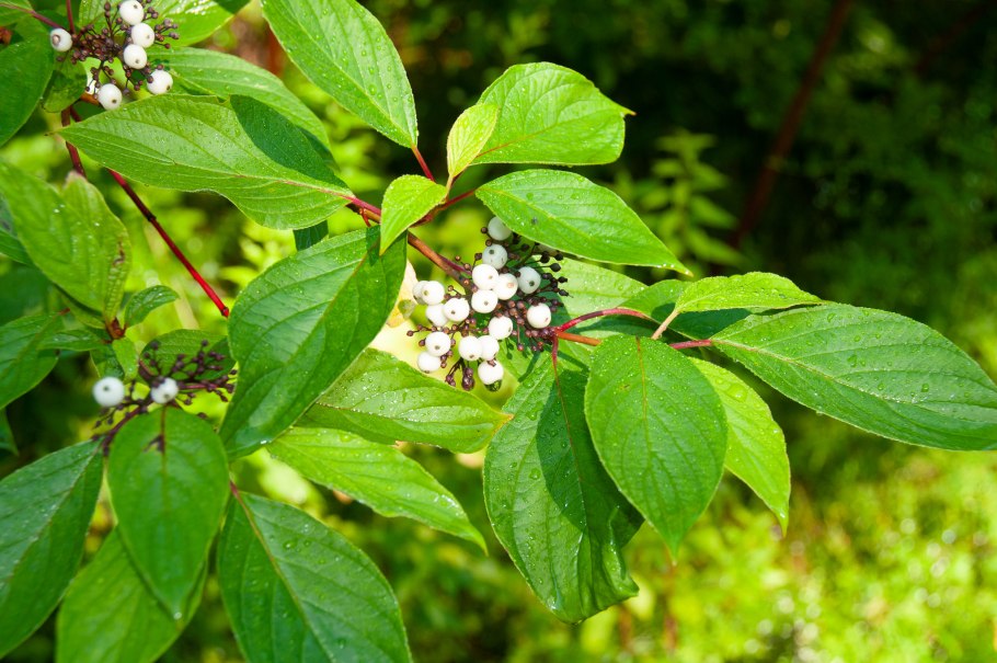 Дерен контроверза