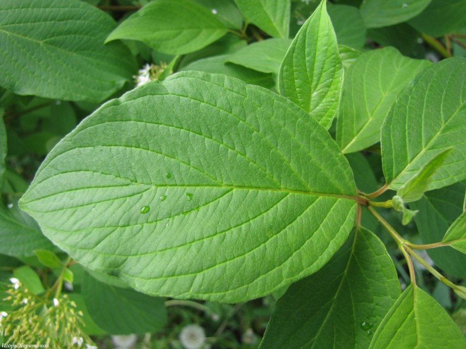 Cornus rugosa